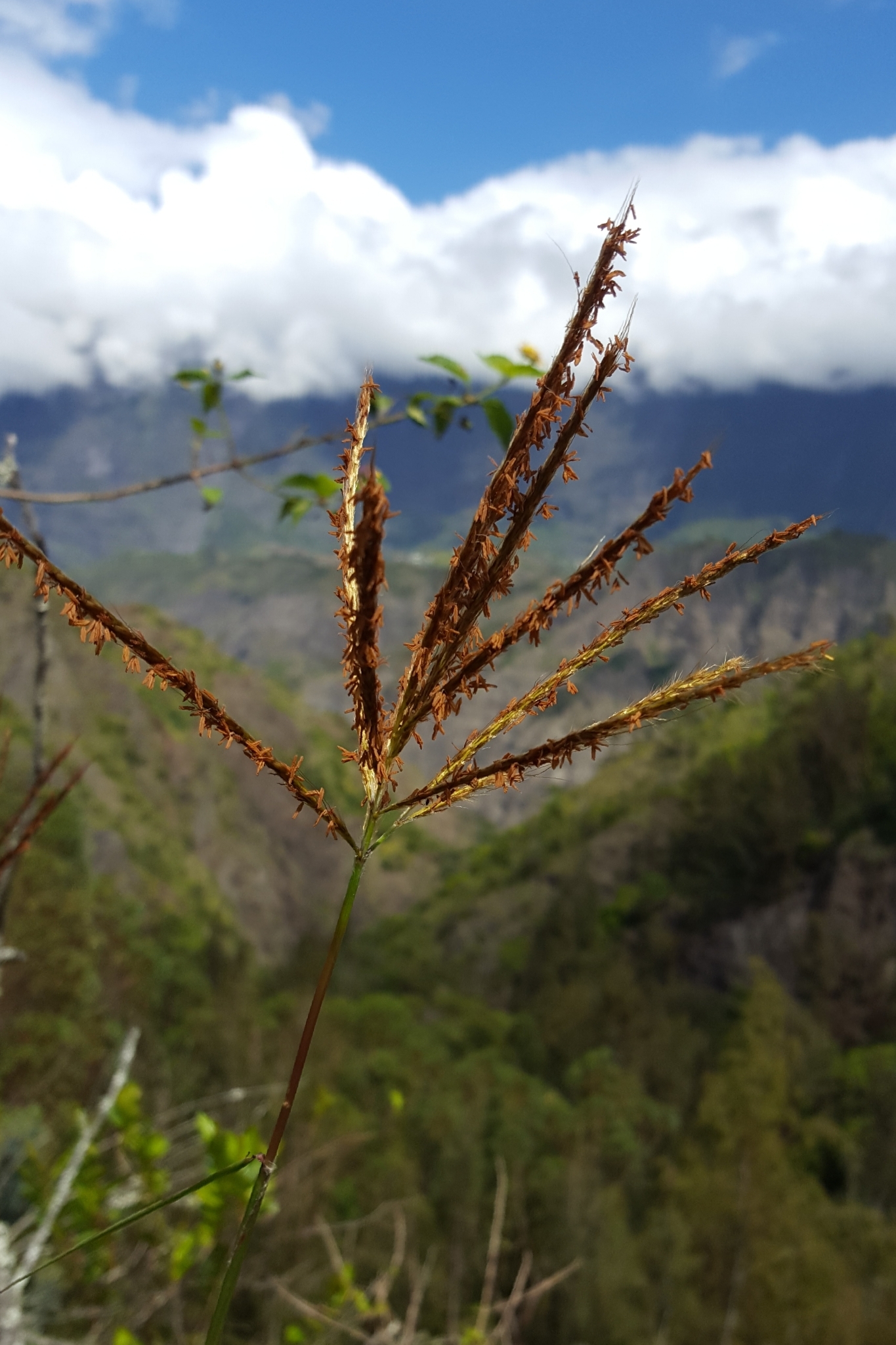 (c) François Rousseu, certains droits réservés (CC BY-NC) https://www.inaturalist.org/observations/109945616