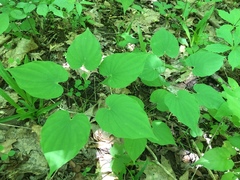 Dioscorea quaternata