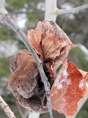 Pachypappa sacculi