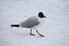 Chroicocephalus ridibundus