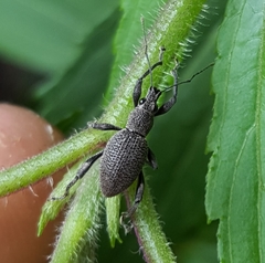 Peritelini