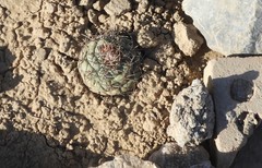 Coryphantha poselgeriana
