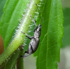 Peritelini