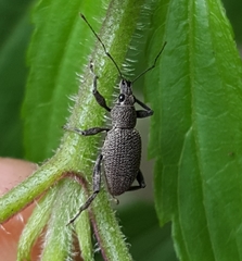 Peritelini