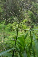 Paspalum paniculatum image