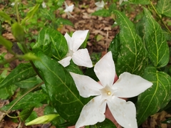 Vinca difformis