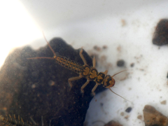 Isoperla difformis
