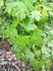 Acer campestre