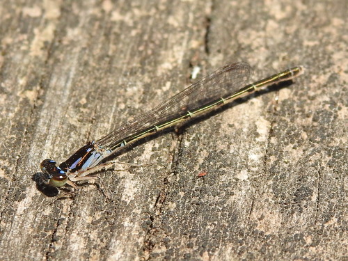 Fragile Forktail photo 4