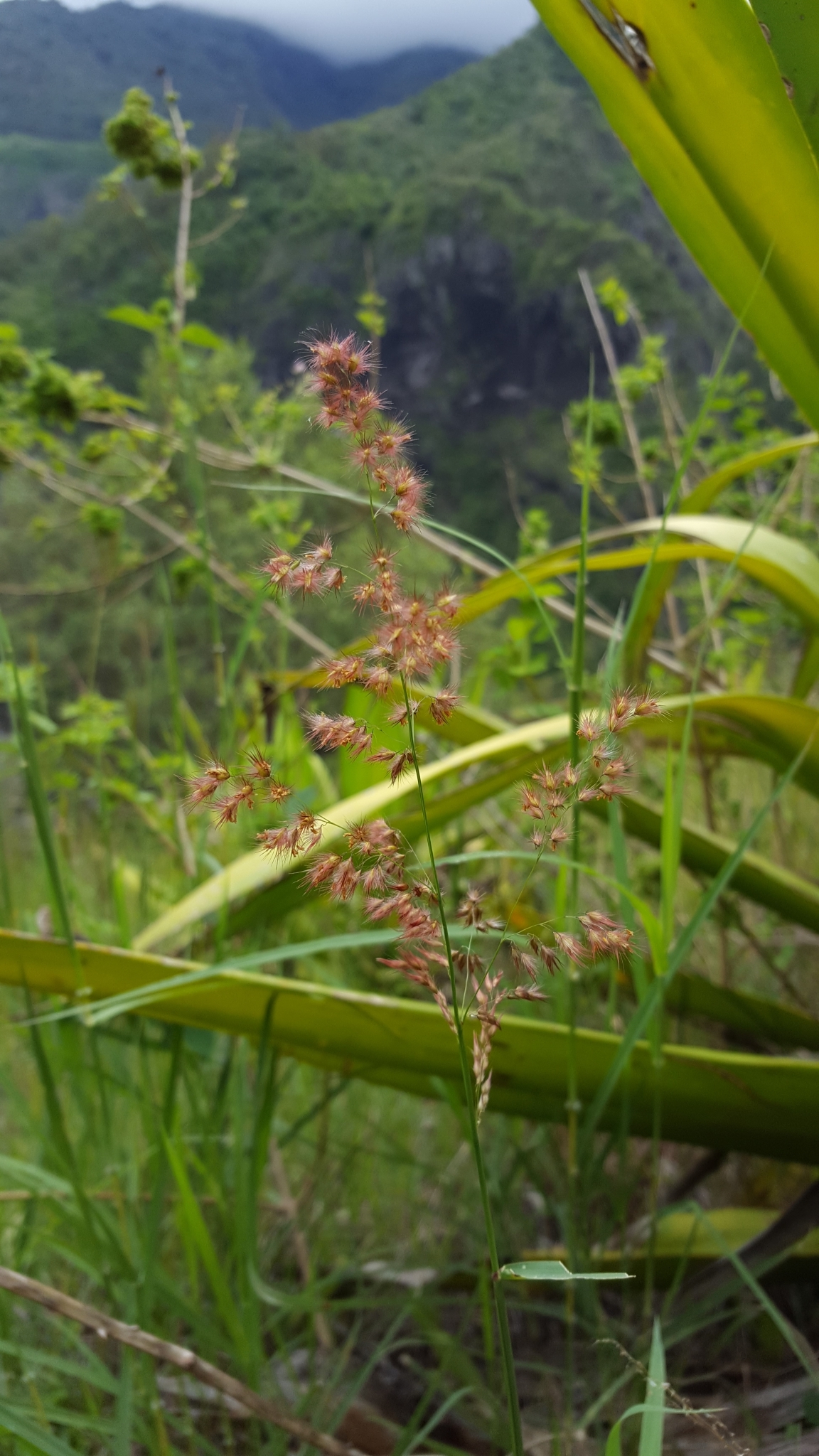 (c) François Rousseu, certains droits réservés (CC BY-NC) https://www.inaturalist.org/observations/109945840