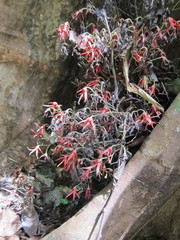 Polyalthia