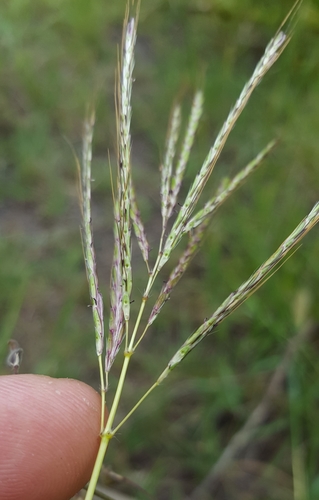 Bothriochloa insculpta image