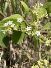 Heliotropium verdcourtii