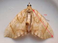 Eulithis gracilineata