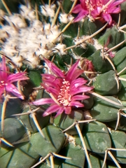 Mammillaria magnimamma
