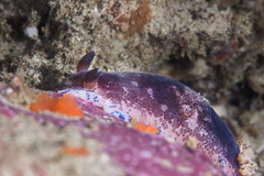 Dendrodoris caesia