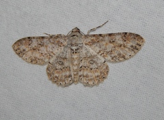 Ascotis reciprocaria