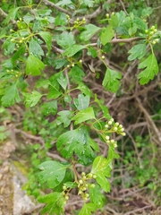 Crataegus monogyna