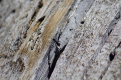 Camponotus laevissimus