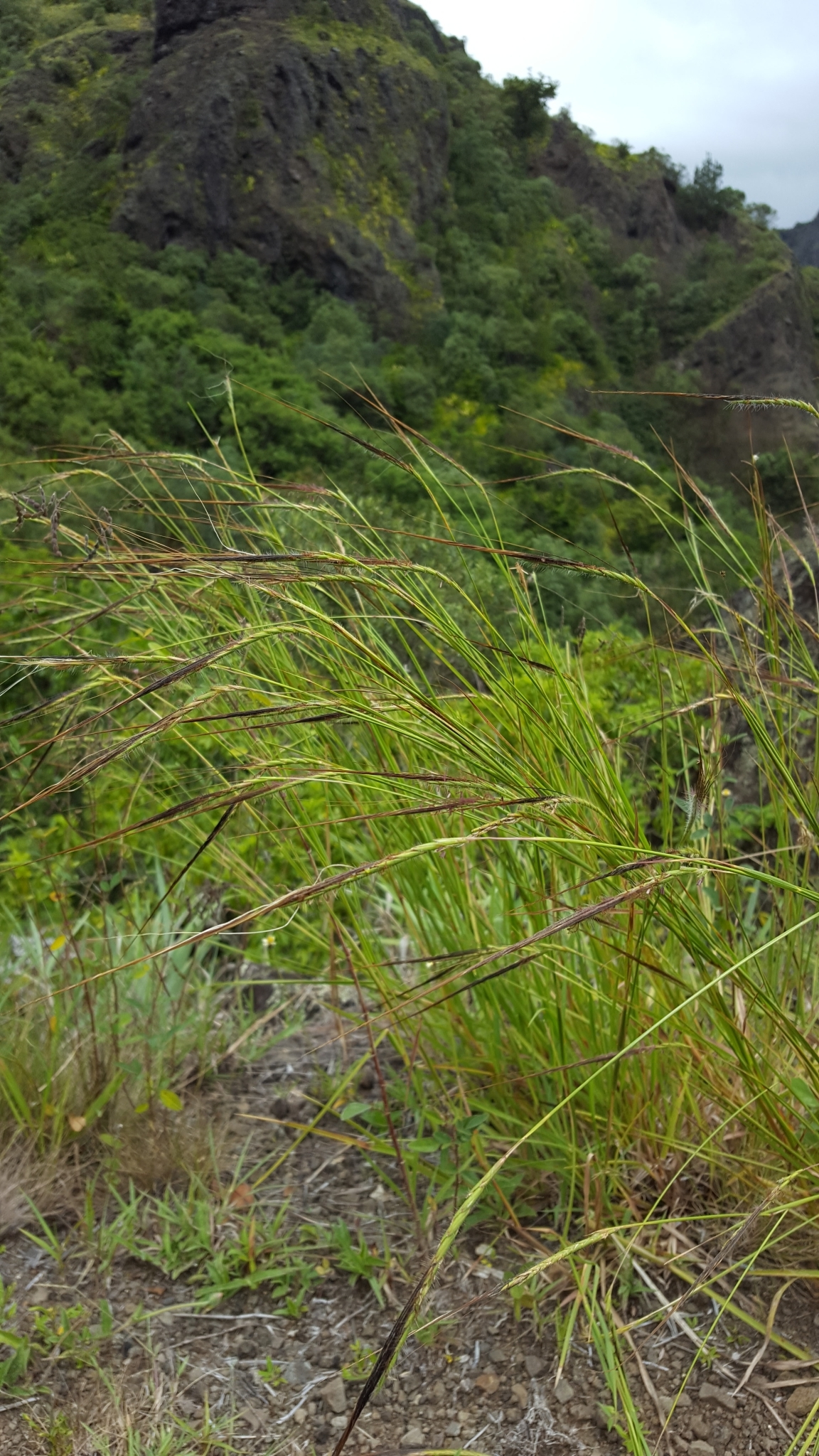 (c) François Rousseu, certains droits réservés (CC BY-NC) https://www.inaturalist.org/observations/109946032