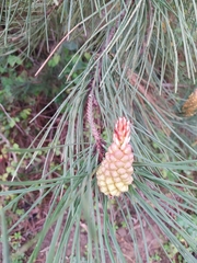 Pinus pinaster
