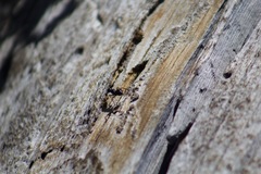 Camponotus laevissimus