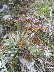 Phoenicaulis cheiranthoides