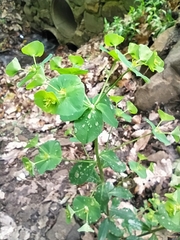 Euphorbia amygdaloides