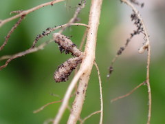 Rhizobium leguminosarum
