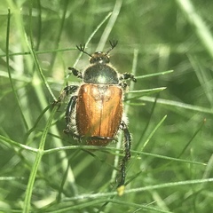 Chaetopteroplia segetum