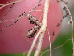Rhizobium leguminosarum