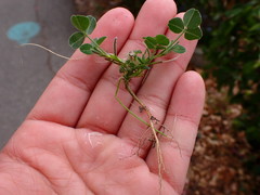 Rhizobium leguminosarum