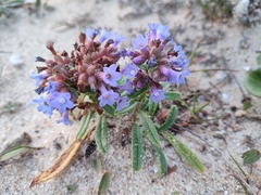 Anchusa calcarea