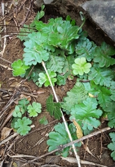 Doryopteris pilosa image