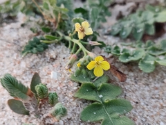 Coincya monensis johnstonii