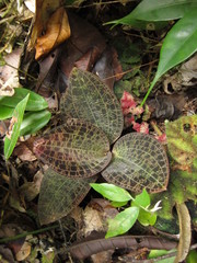 Goodyerinae