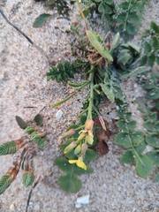 Coincya monensis johnstonii