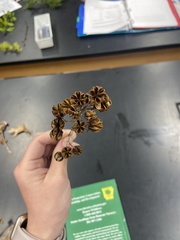 Lagerstroemia indica