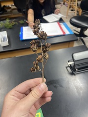 Lagerstroemia indica
