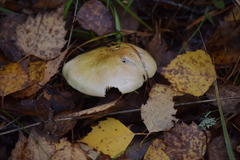 Tricholoma