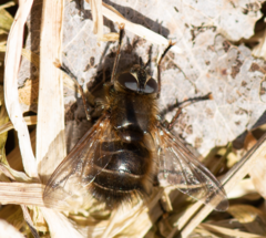 Tachina ursina