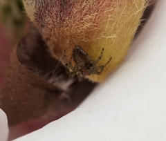 Araneidae