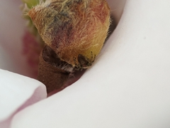 Araneidae
