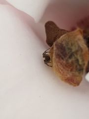 Araneidae