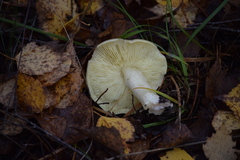 Tricholoma