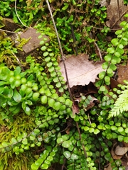 Asplenium trichomanes trichomanes