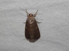 Amyna axis