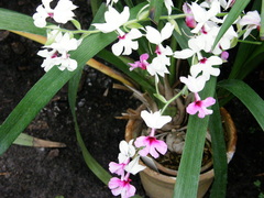 Calanthe vestita