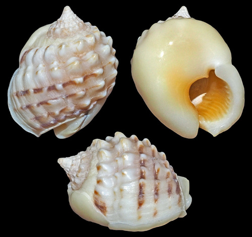 Nassarius oneratus