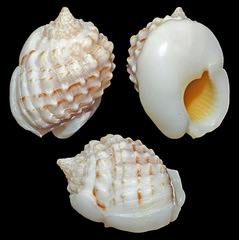 Nassarius oneratus